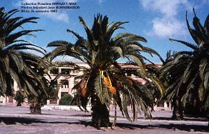 Mas- 133- Blida